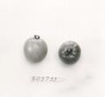 Click for 1 image(s) for this accession. FRUIT